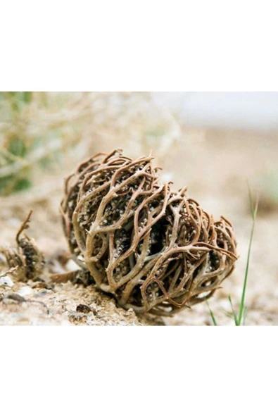 Medeniyet Baharat 1 Adet Fatma Ana Eli Otu - Meryem Ana Otu - Jericho (30-35 Gr / 1 Adet) - Resim 2