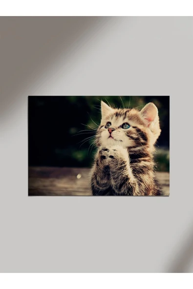 Panorama Ajans Tatlı Yavru Kedi Severlere Özel Hediye Ahşap Poster Tablo ürün görseli 1
