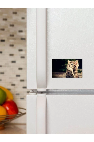 Panorama Ajans Tatlı Yavru Kedi Severlere Özel Hediye 6x9cm Magnet ürün görseli