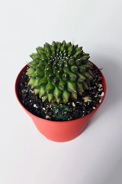 Dikensiz Kaktüs – Gymnocalycium Mihanovichii Inermis - Koleksiyon - Resim 3