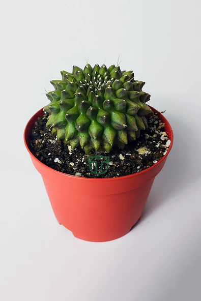 Dikensiz Kaktüs – Gymnocalycium Mihanovichii Inermis - Koleksiyon - Resim 2