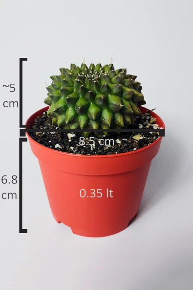Dikensiz Kaktüs – Gymnocalycium Mihanovichii Inermis - Koleksiyon - Resim 5