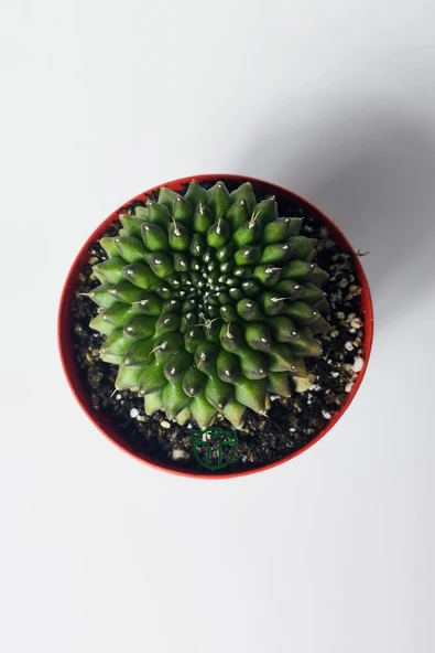 Dikensiz Kaktüs – Gymnocalycium Mihanovichii Inermis - Koleksiyon - Resim 4