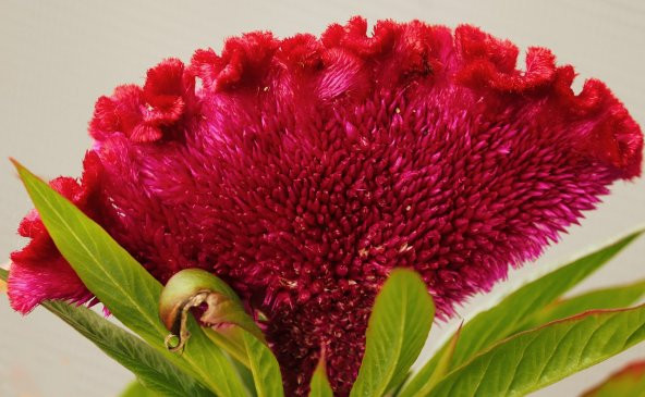 TohumBaba Horoz İbiği Çiçeği Tohumu Pakette 20 Adet Tohum