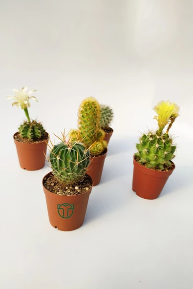 5 li Kaktüs Set - Özel Tür Kaktüs - 5