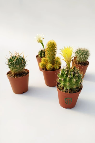 5 li Kaktüs Set - Özel Tür Kaktüs - 4