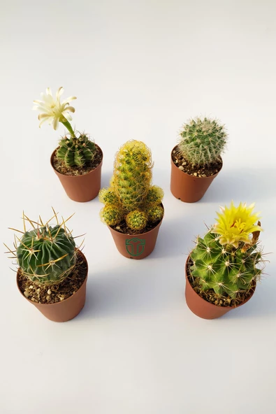 5 li Kaktüs Set - Özel Tür Kaktüs - 3
