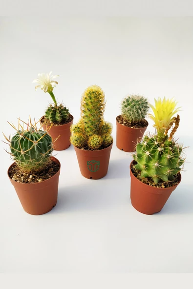 5 li Kaktüs Set - Özel Tür Kaktüs