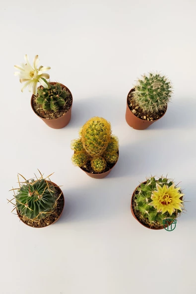 5 li Kaktüs Set - Özel Tür Kaktüs - 2