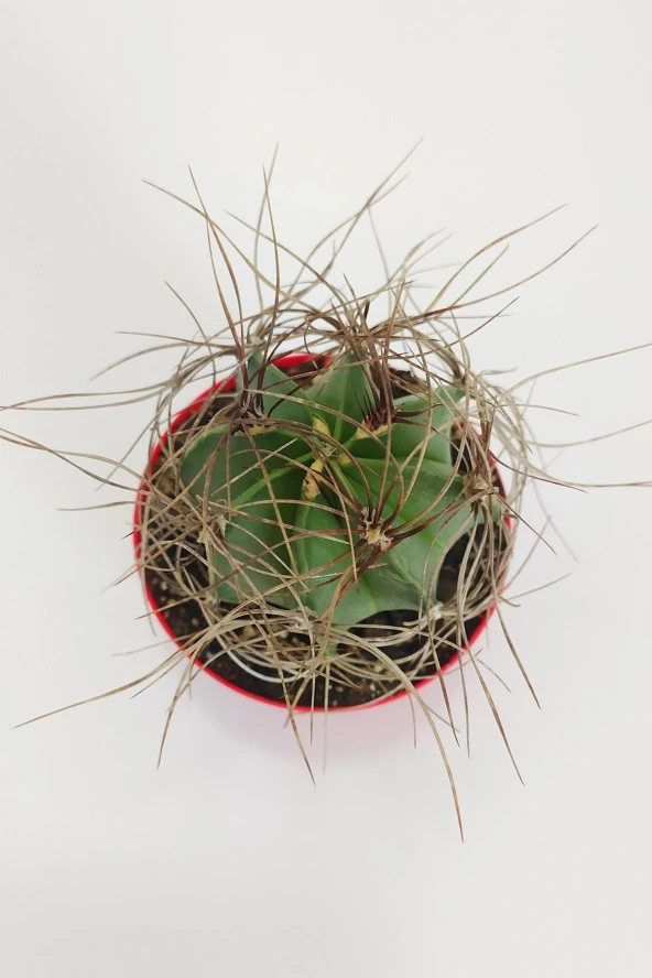 Astrophytum Capricorne Nadide Tür Tekli Özel  Kaktüs 8.5 cm Kırmızı Saksıda - 2