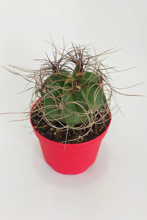 Astrophytum Capricorne Nadide Tür Tekli Özel  Kaktüs 8.5 cm Kırmızı Saksıda - 3