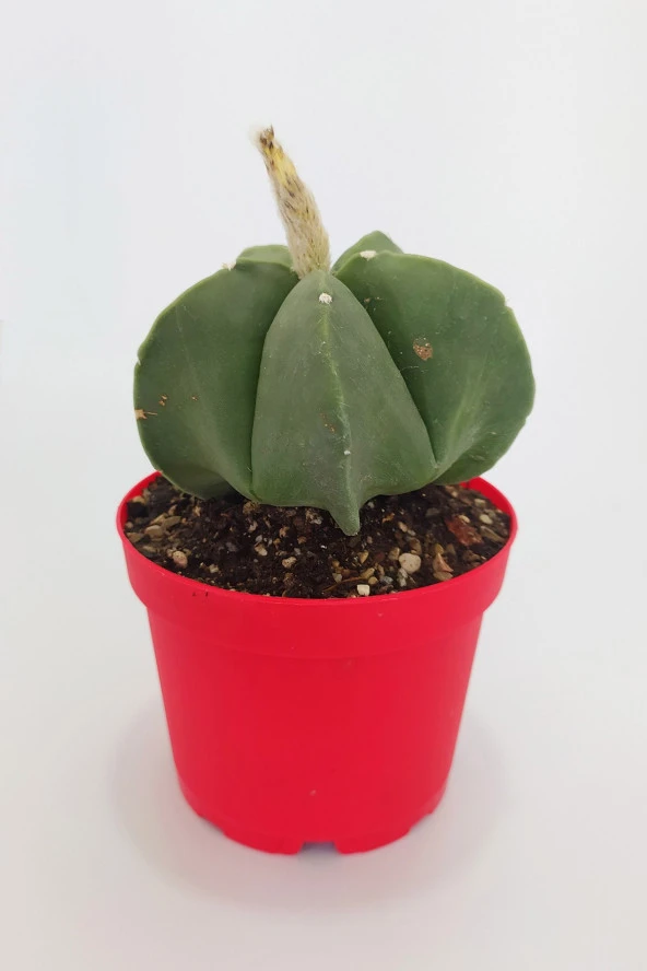 Astrophytum Miyriostigma Quadricostatum Nadide Tür Tekli Özel  Kaktüs 8.5 cm Kırmızı Saksıda