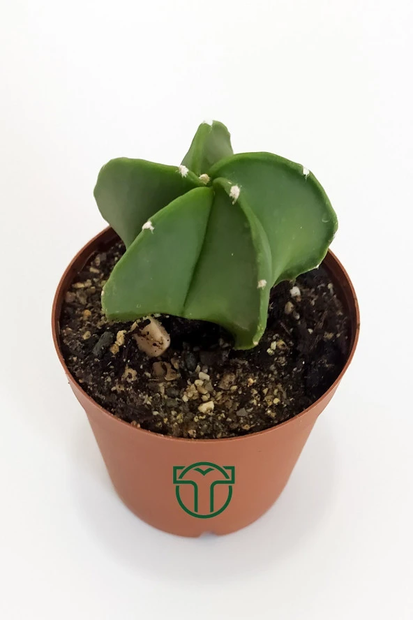 Astrophytum Myriostigma - Özel Tür Kaktüs - 5.5 cm Saksıda