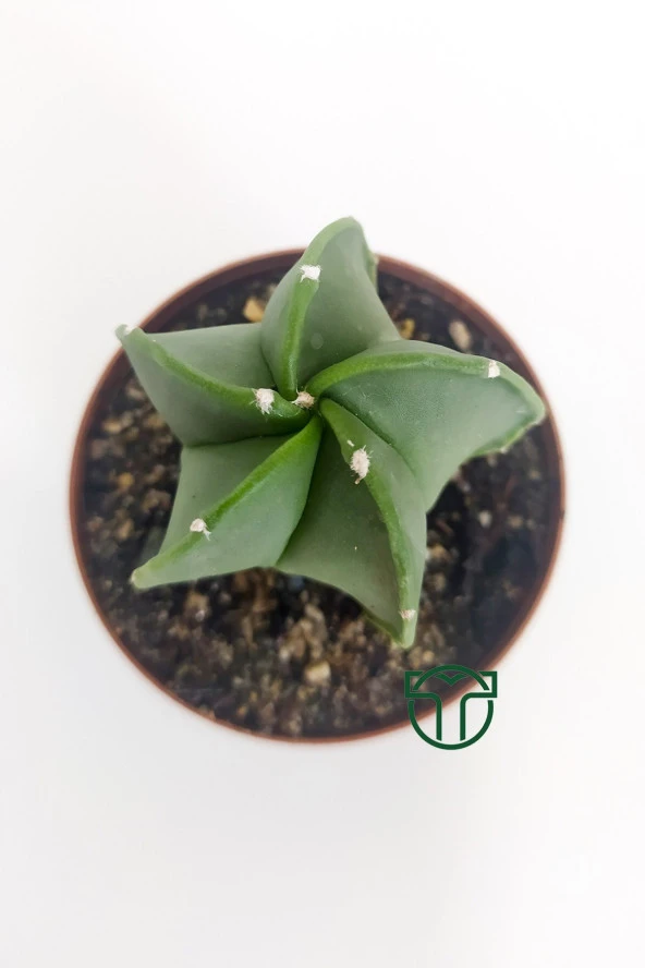 Astrophytum Myriostigma - Özel Tür Kaktüs - 5.5 cm Saksıda - 2