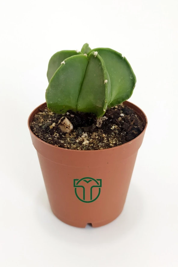 Astrophytum Myriostigma - Özel Tür Kaktüs - 5.5 cm Saksıda - 3