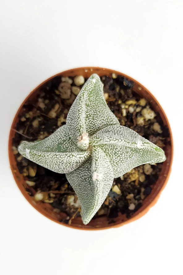 Astrophytum Myriostigma Nadide Özel Tür Kaktüs Nadir Kaktüs 5.5 cm Saksıda - 2