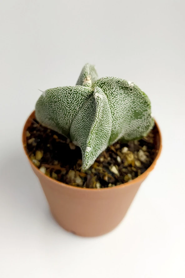 Astrophytum Myriostigma Nadide Özel Tür Kaktüs Nadir Kaktüs 5.5 cm Saksıda - 3