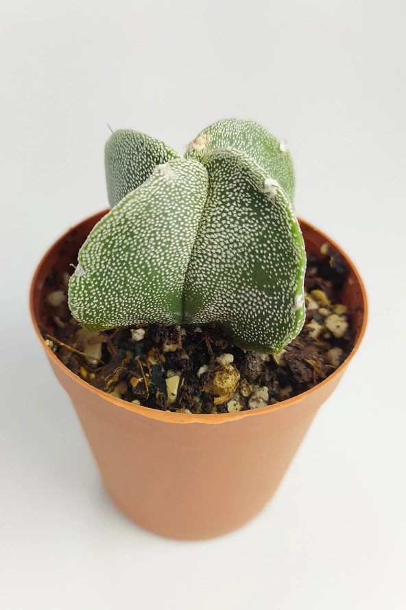 Astrophytum Myriostigma Nadide Özel Tür Kaktüs Nadir Kaktüs 5.5 cm Saksıda - 4