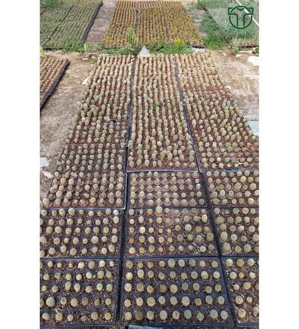 Astrophytum Myriostigma Nadide Özel Tür Kaktüs Nadir Kaktüs 5.5 cm Saksıda - 5