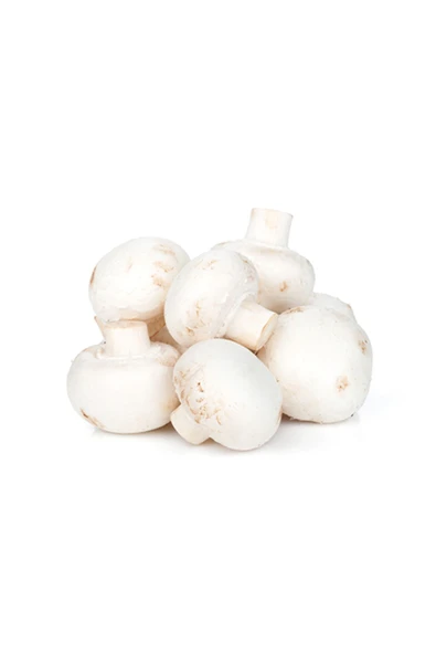 Kültür Mantarı x12 Adet ürün görseli