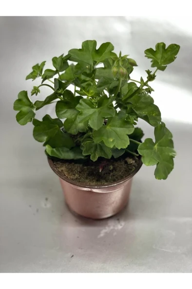 Karışık Renk Sardunya Saksılı 10-20 cm ürün görseli