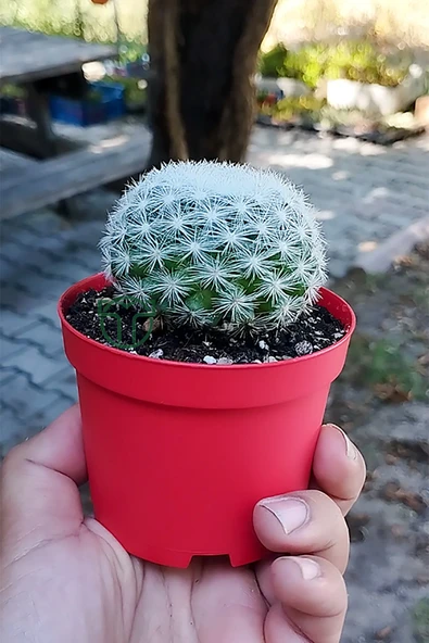 Mammillaria Candida Kaktüs Koleksiyonluk Nadir Tür ürün görseli 1