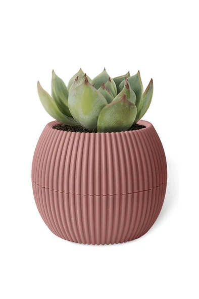Omnipazar KRS-361 Plastik Mercan Kaktüs Saksı 0.15 Litre Soft Pembe 6 Adet - Resim 4