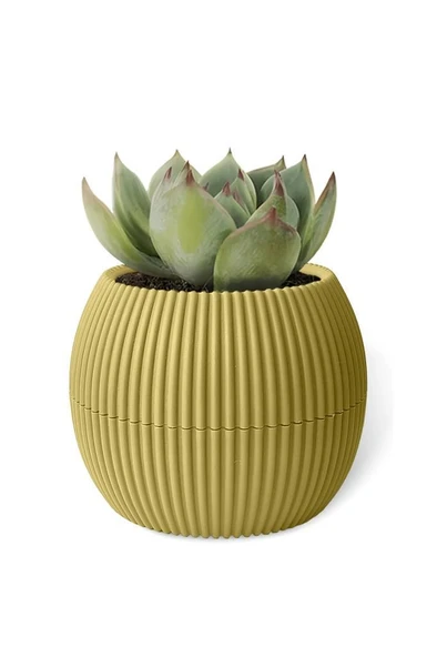 Omnipazar KRS-361 Plastik Mercan Kaktüs Saksı 0.15 Litre Soft Sarı 6 Adet - Resim 4