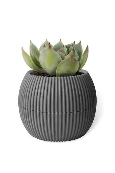 Omnipazar KRS-361 Plastik Mercan Kaktüs Saksı 0.15 Litre Antrasit 6 Adet - Resim 4