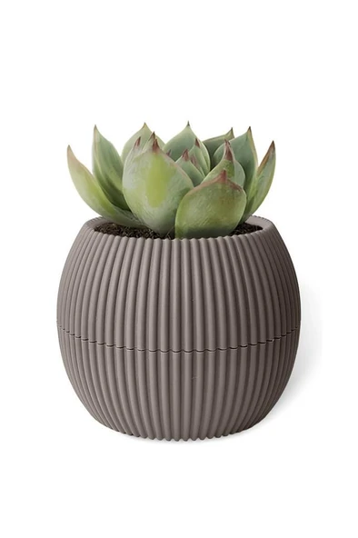 Omnipazar KRS-362 Plastik Mercan Kaktüs Saksı 0.35 Litre Soft Kahverengi 6 Adet - Resim 5