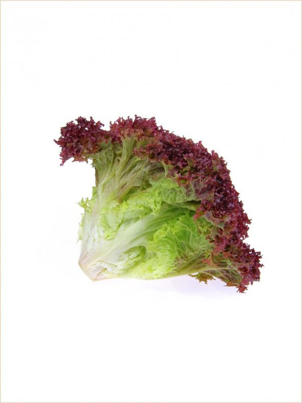İthal Marul Kırmızı Salata (Kıvırcık) 1000 Ad. Tohum