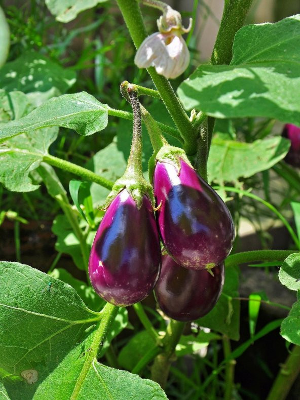 Doğal Patlıcan Antep Dolma 100 Ad. Tohum