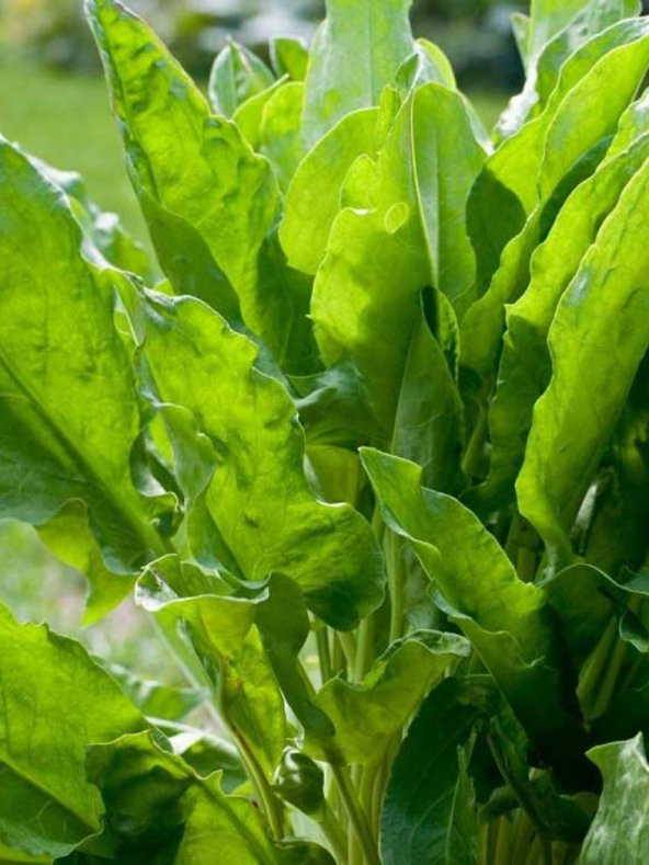 Doğal Ekşili Ot Kuzukulağı 1000 Ad. Tohum