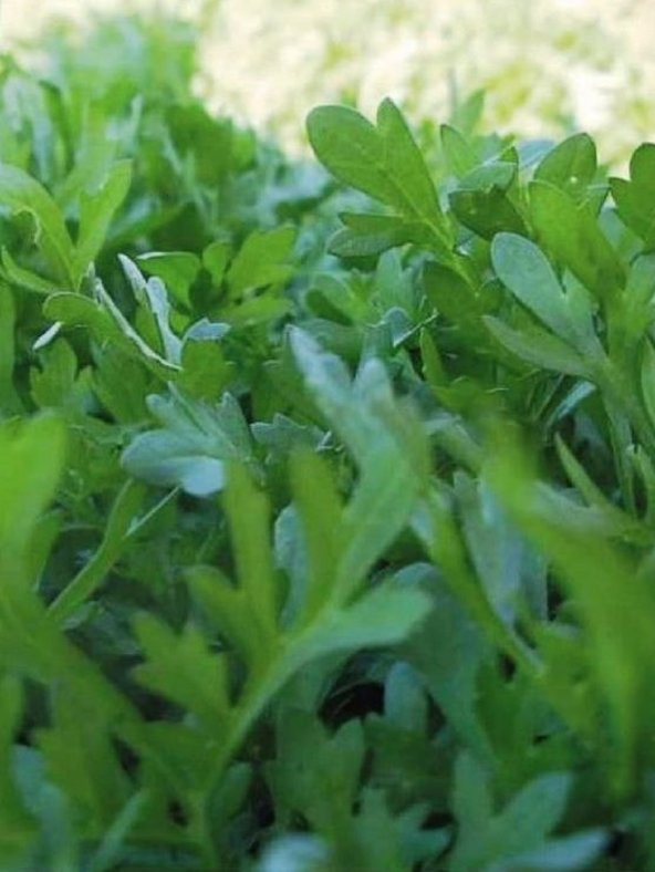 Doğal Yeşillik Kıl Tere 1000 Ad. Tohum