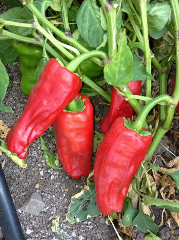 Doğal Meşhur Urfa Biberi Tohumu İsot 100 Ad. Tohum