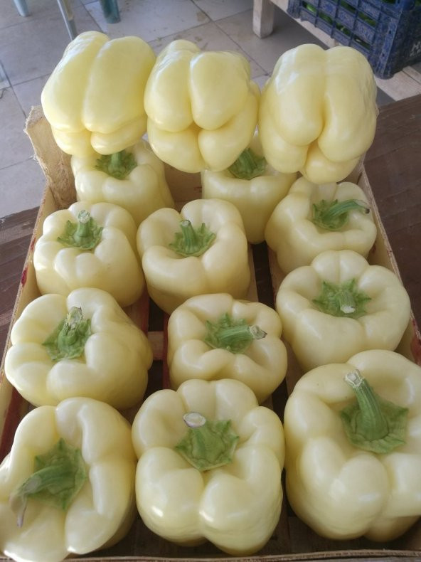 Doğal Beyaz Dolma Biberi Tohumu 100 Ad. Tohum