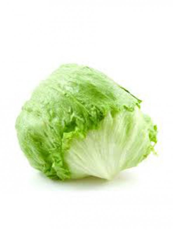 İthal Göbek Marul (Iceberg) 100 Ad. Tohum