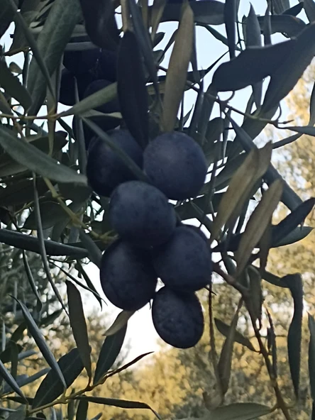 Mehmet İnan Siyah Zeytin (Küçük Boy S) - 3