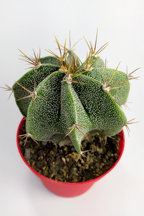 Astrophytum Ornatum Nadir Kaktüs Özel Tür Nadide Kaktus Tekli Kaktüs 12 cm Saksıda