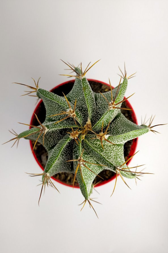 Astrophytum Ornatum Nadir Kaktüs Özel Tür Nadide Kaktus Tekli Kaktüs 12 cm Saksıda - 2