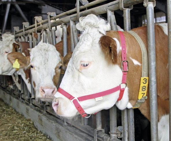 Kırmızı Gösteri Yuları ürün görseli 1