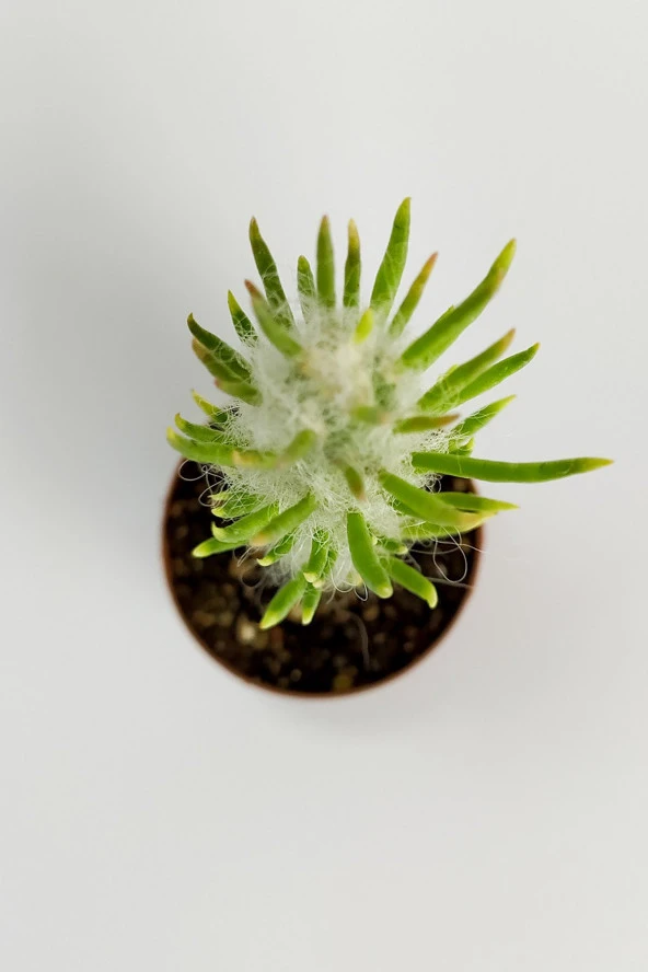 Austrocylindropuntia Subulata Nadide Kaktüs Özel Tür Kaktüs Nadir Kaktüs 5.5 cm Saksıda - 2
