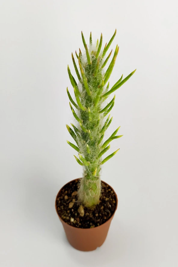 Austrocylindropuntia Subulata Nadide Kaktüs Özel Tür Kaktüs Nadir Kaktüs 5.5 cm Saksıda - 3