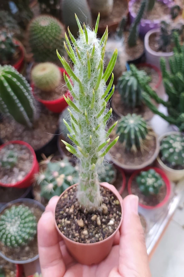 Austrocylindropuntia Subulata Nadide Kaktüs Özel Tür Kaktüs Nadir Kaktüs 5.5 cm Saksıda - 5