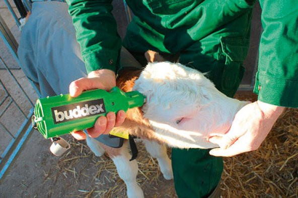 Buddex Akülü Boynuz Düşürme Aleti ürün görseli 1