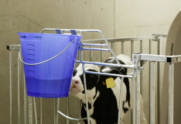 Şeffaf Mavi Tekli Buzağı Emzirme Kovası - 3