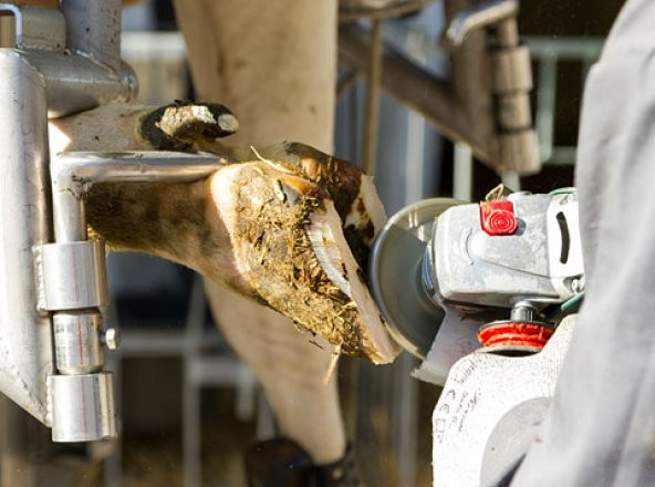 6 Bıçaklı Tırnak Kesme Diski - Resim 3