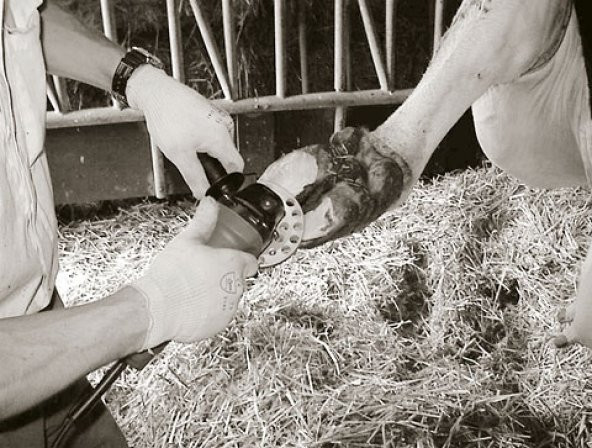 6 Bıçaklı Tırnak Kesme Diski - Resim 4