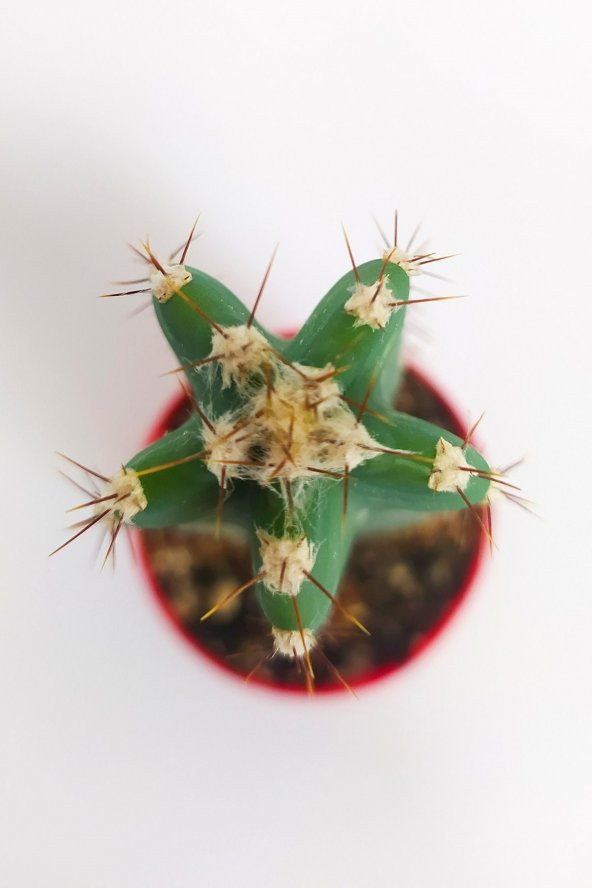 Cereus Validus Nadide Tür Tekli Özel  Kaktüs 8.5 cm Kırmızı Saksıda