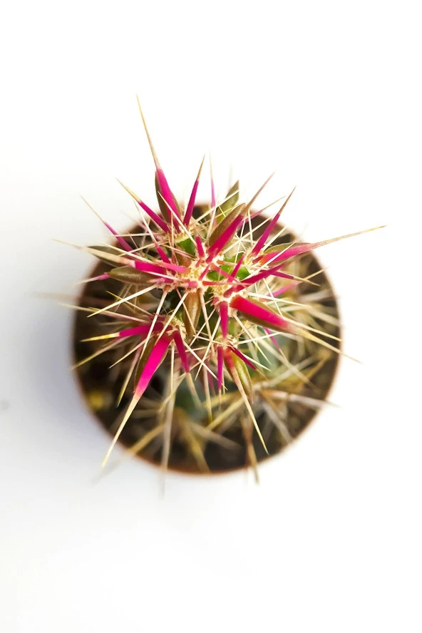 Corynopuntia Invicta Nadide Tür Kaktüs Tekli Kaktüs 5.5 cm Saksıda Özel Kaktüs - Resim 2